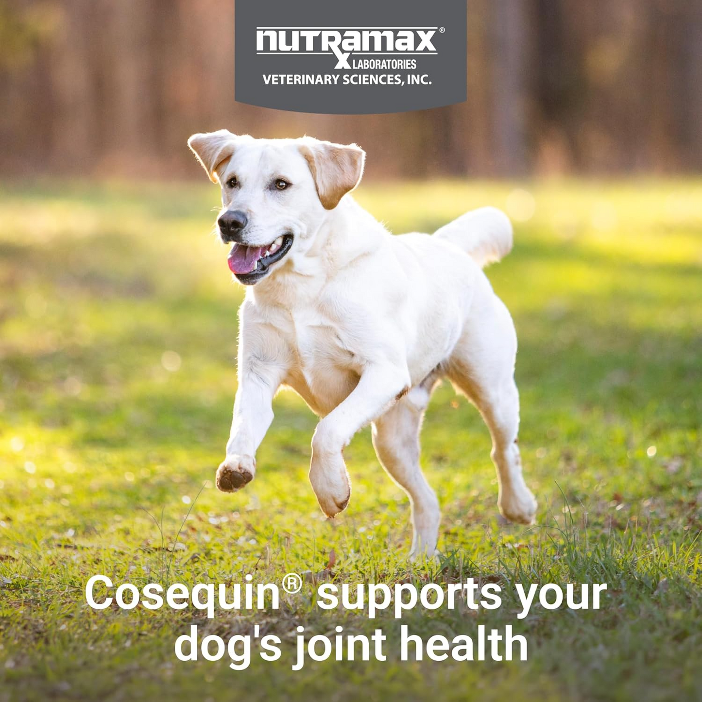 Cosequin® Joint Health Supplement for Dogs Chewable Tablets with Glucosamine, Chondroitin, and MSM